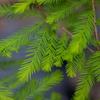 Bare Root Bald Cypress (Taxodium distichum)