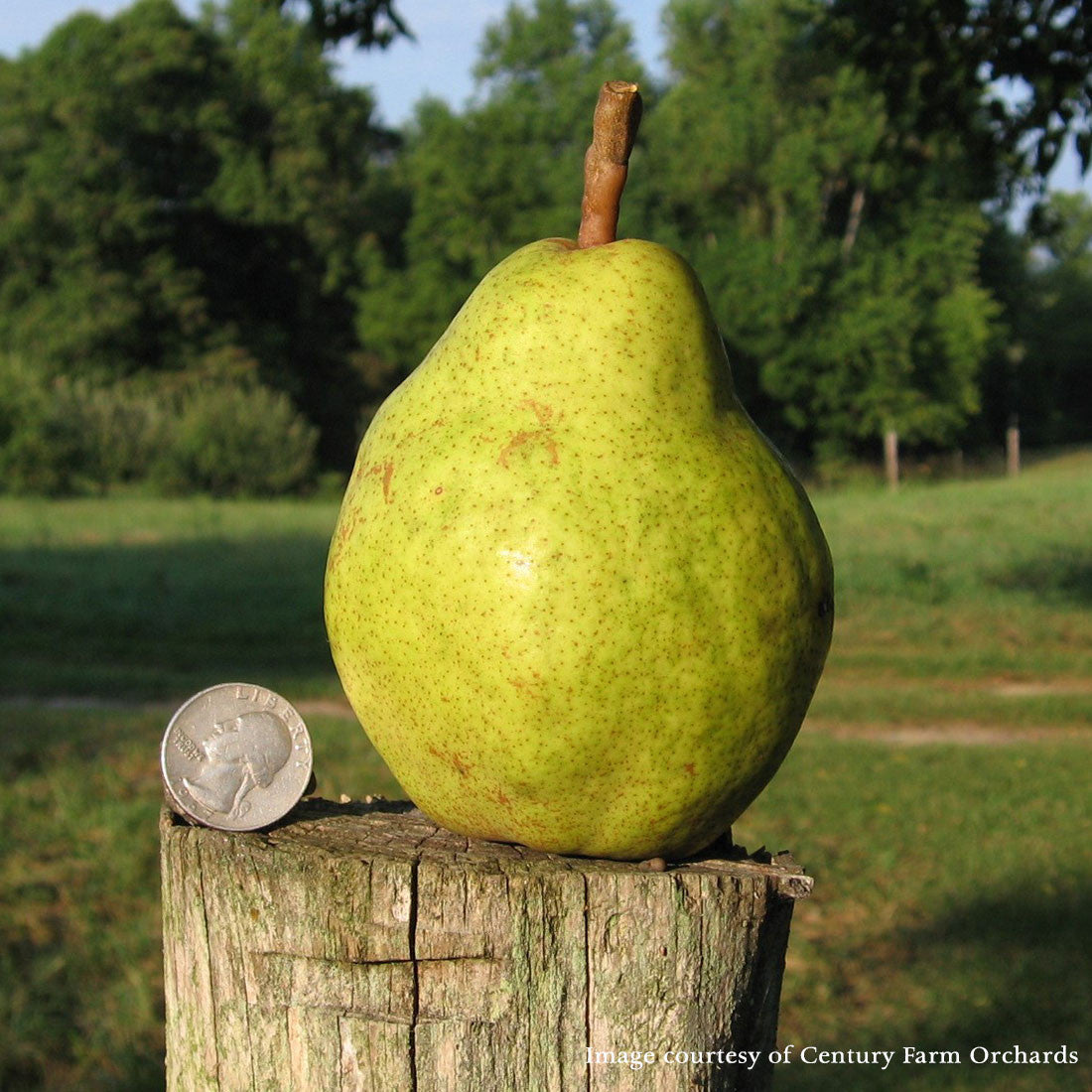 Bartlett Pear (Pyrus communis cv.)