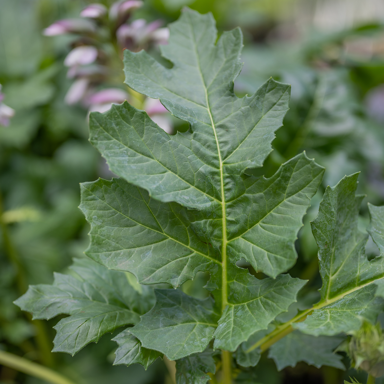 Bear's Breeches (Acanthus mollis)