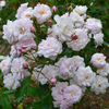 Belle Vichysoise Rose (Rosa x noisettiana cv.)