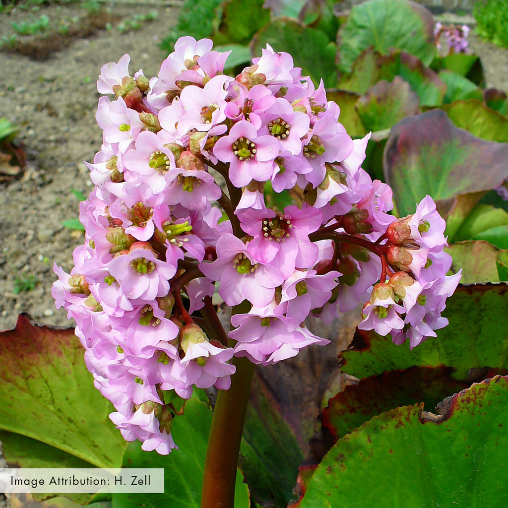 Heartleaf Bergenia; Pigsqueak (Bergenia cordifolia)