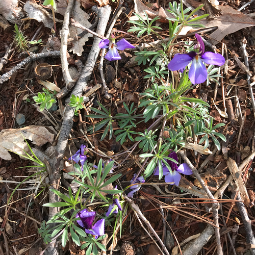 Bare Root Bird's Foot Violet; Crowfoot (Viola pedata)