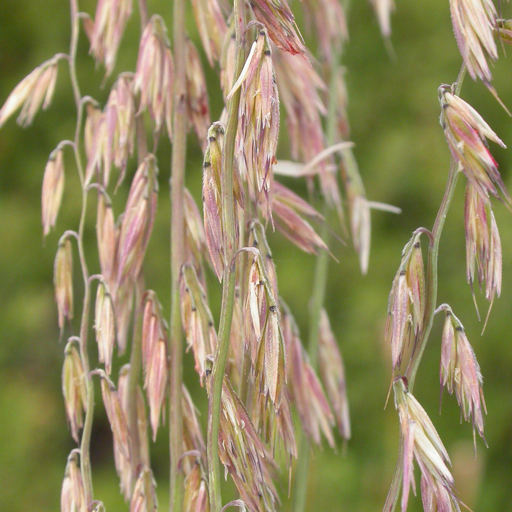 Sideoats Grama (Bouteloua curtipendula)