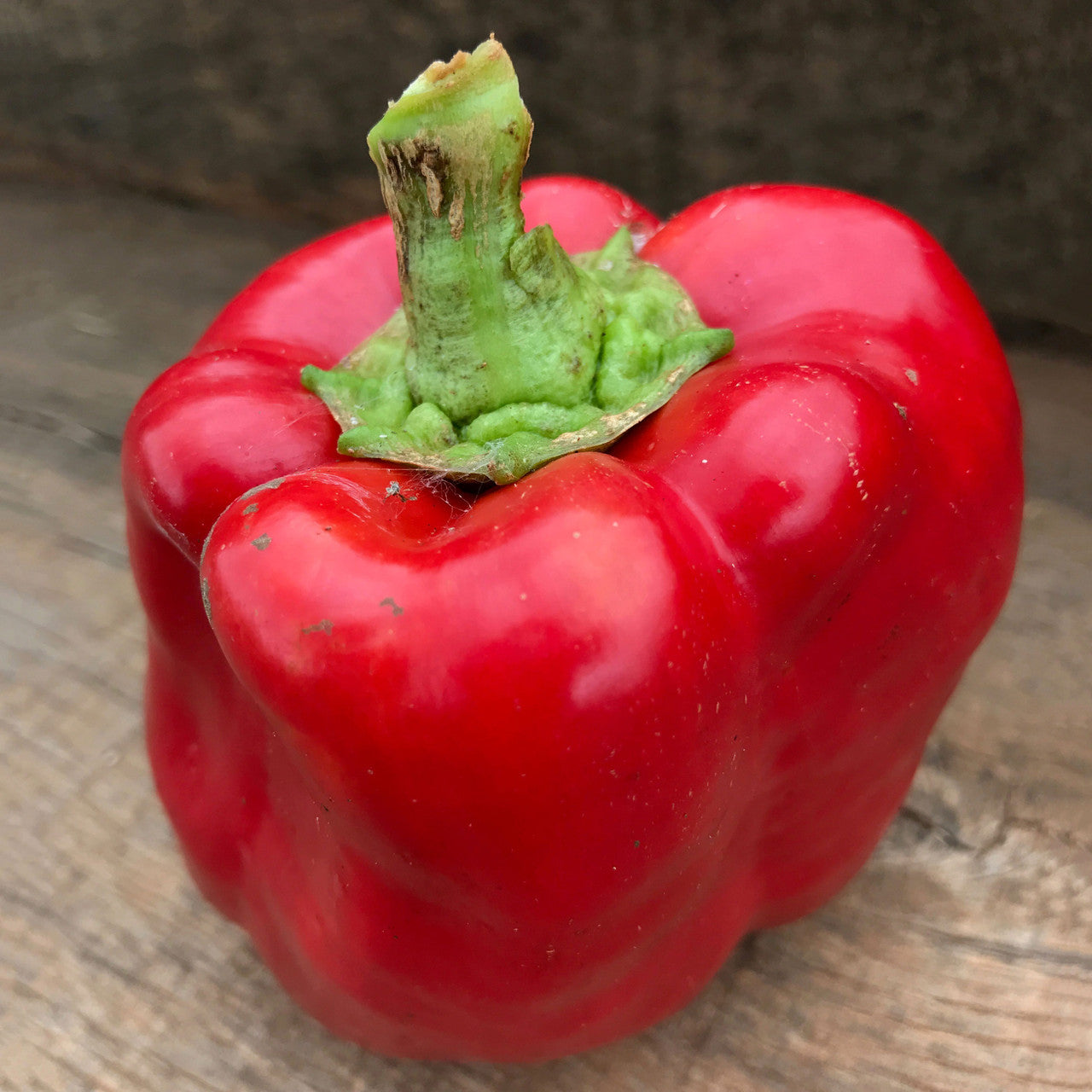 Bull Nose Pepper Seeds (Capsicum annuum var. annuum)