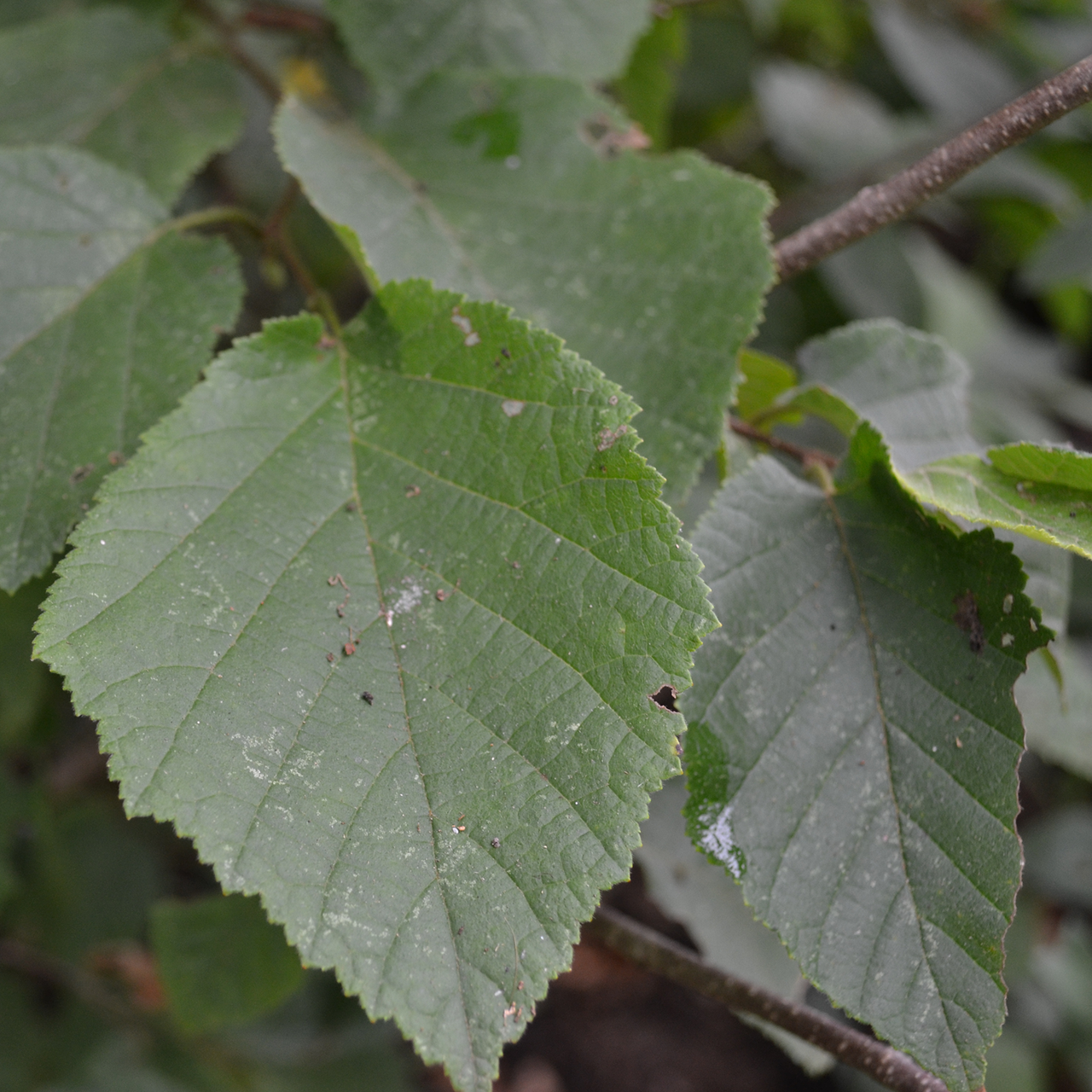 Bare Root American Hazelnut (Corylus americana)