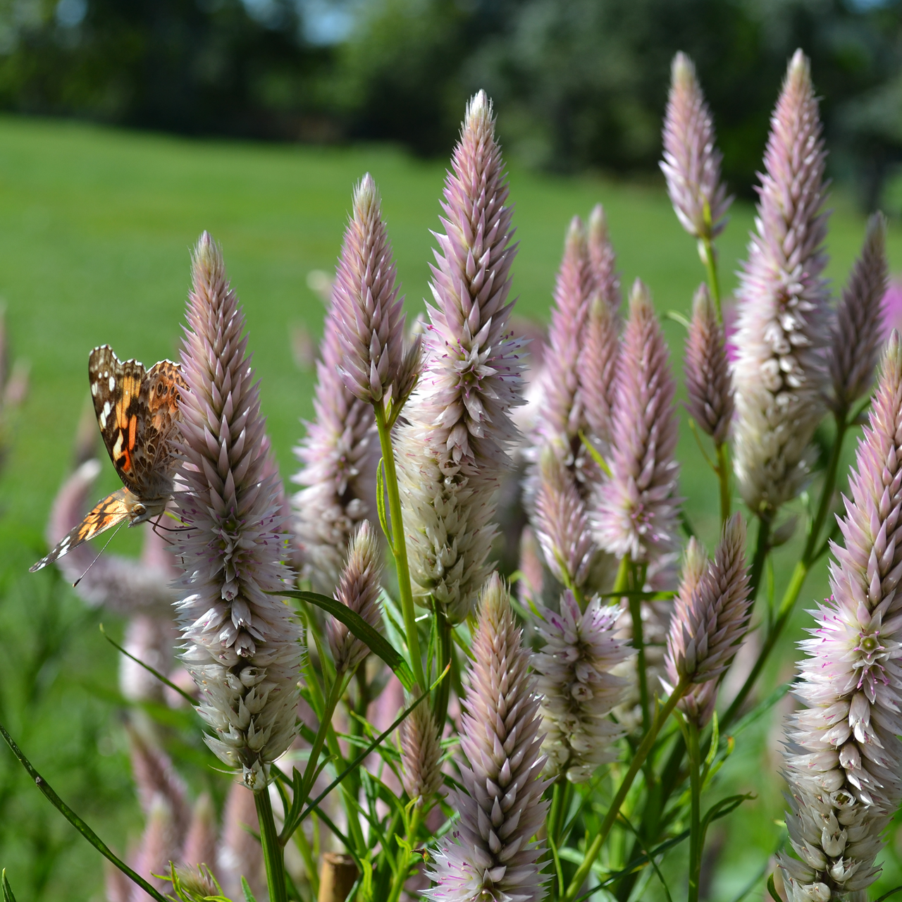 Pink-spiked Celosia Seeds (Celosia argentea var. spicata)