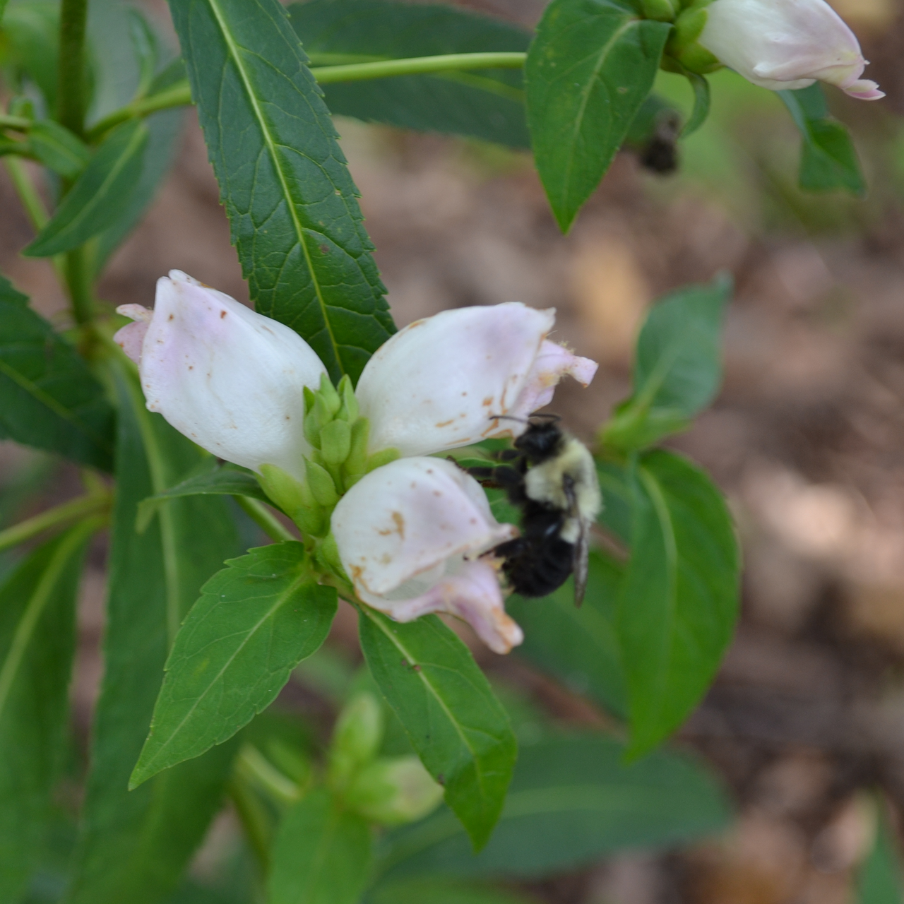 White Turtlehead (Chelone glabra)