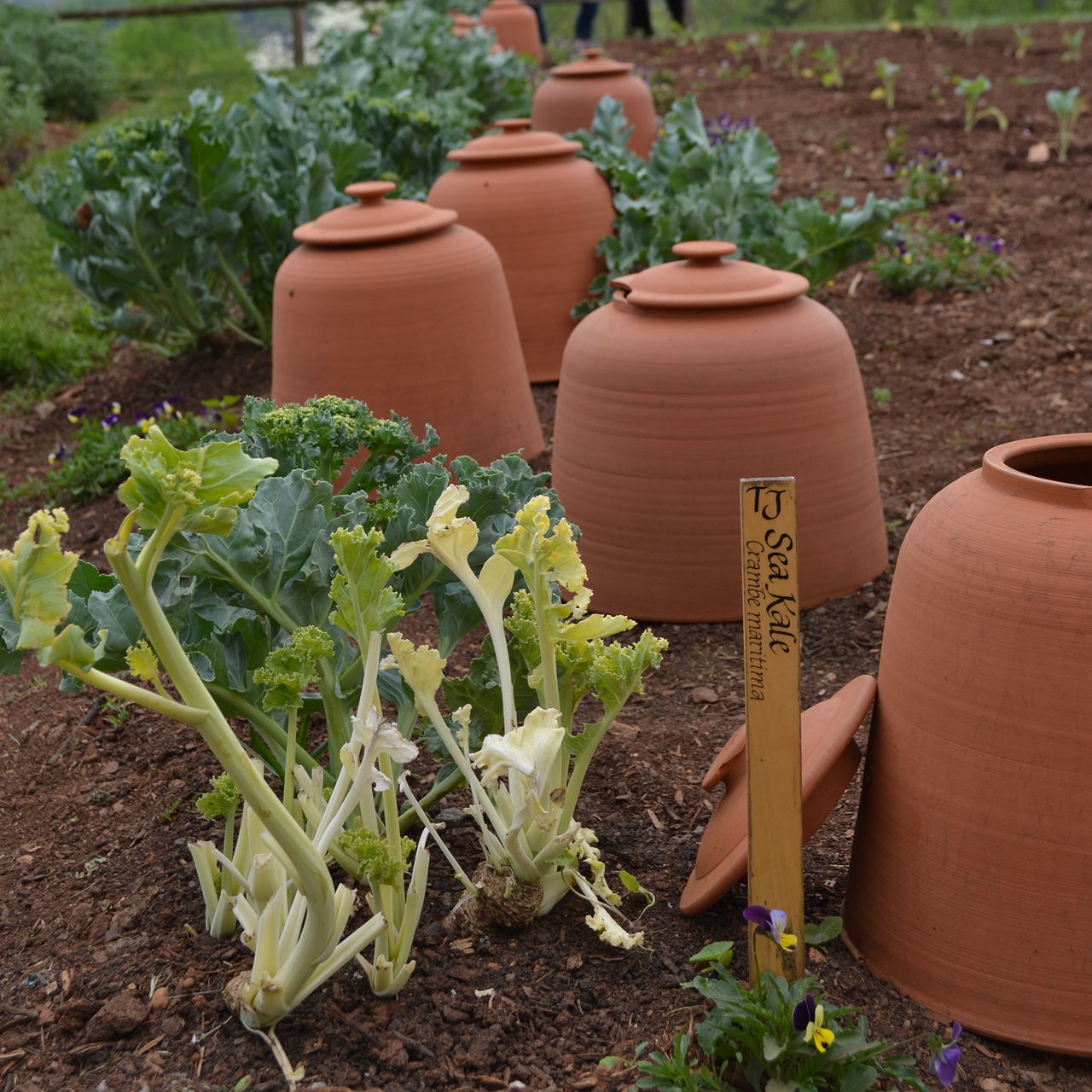 Sea Kale (Crambe maritima)