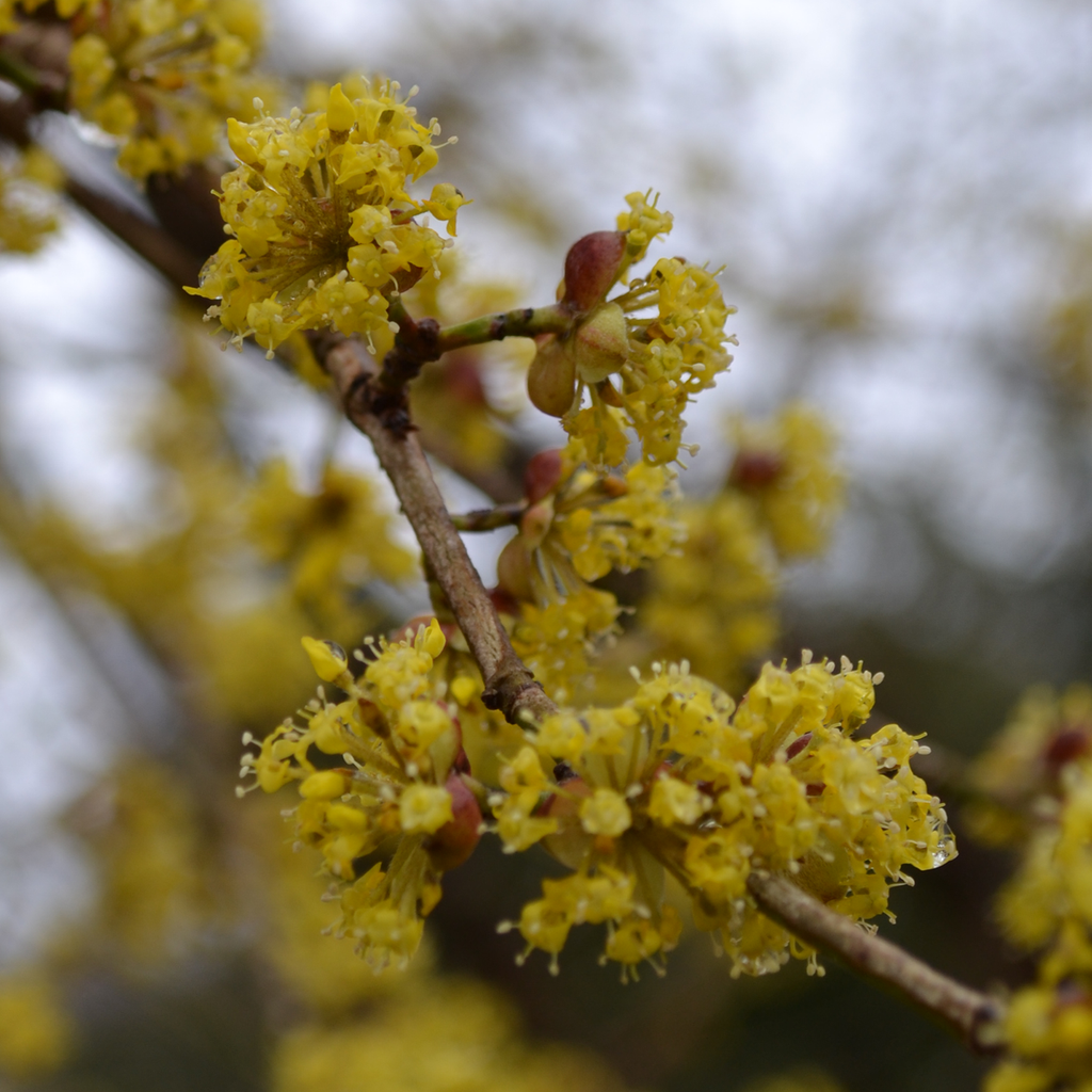 Cornelian Cherry (Cornus mas)