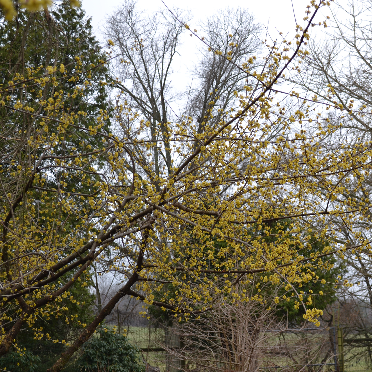 Bare Root Cornelian Cherry (Cornus mas)