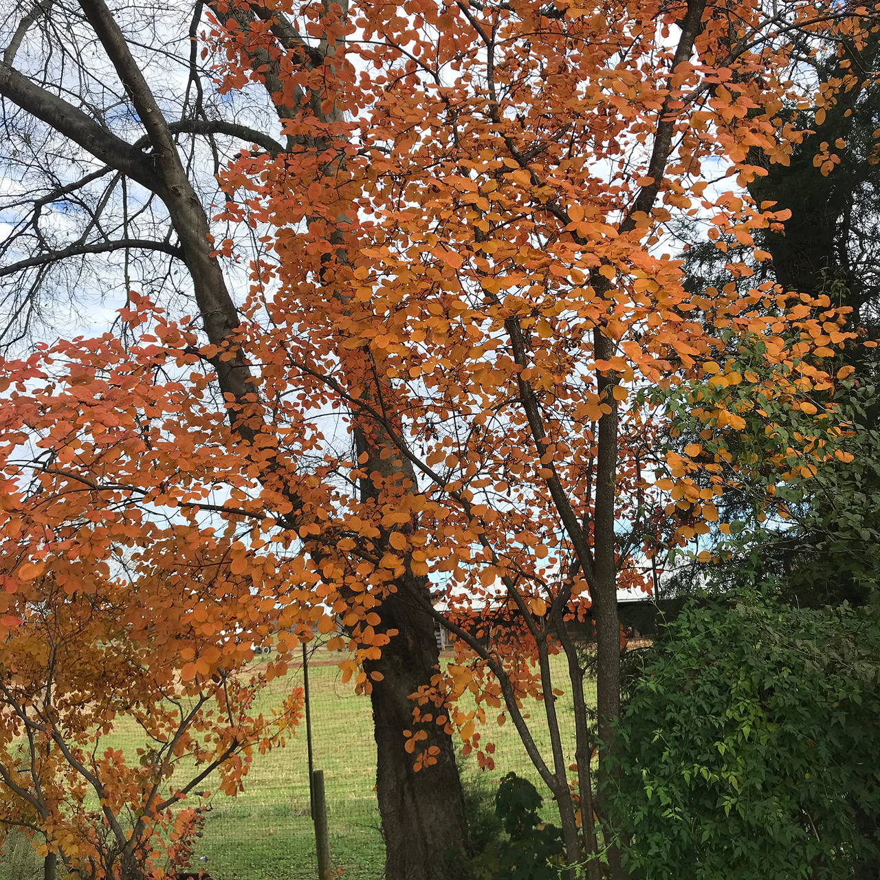 Bare Root American Smoketree (Cotinus obovatus)