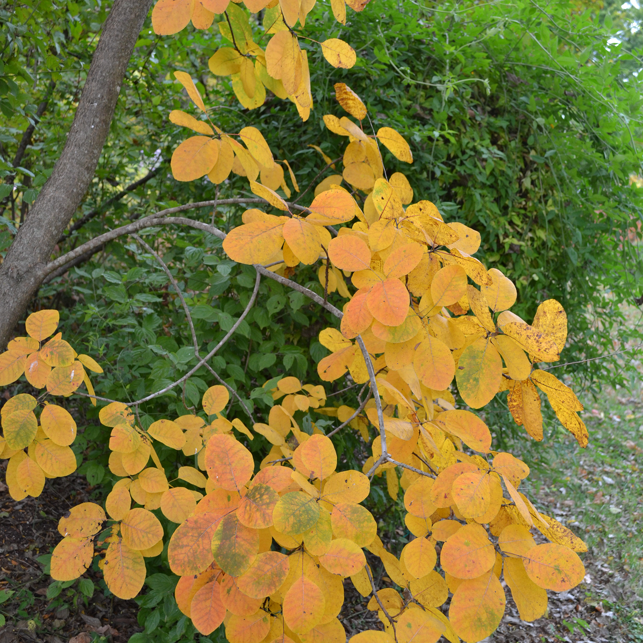 Bare Root American Smoketree (Cotinus obovatus)