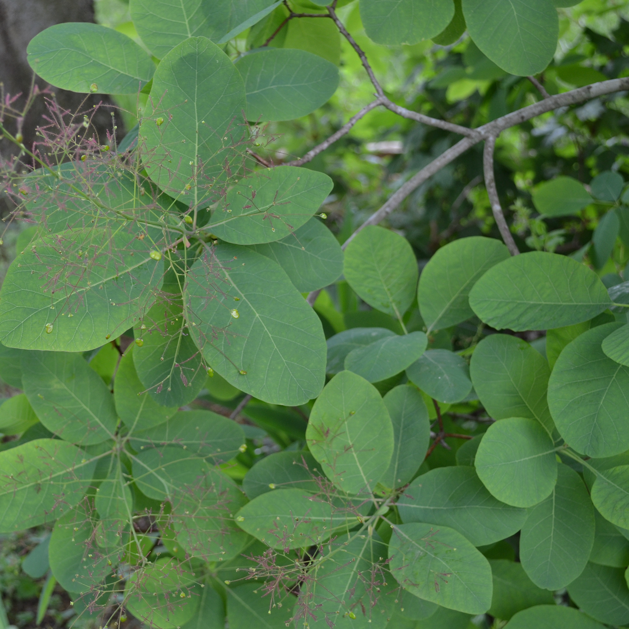 Bare Root American Smoketree (Cotinus obovatus)