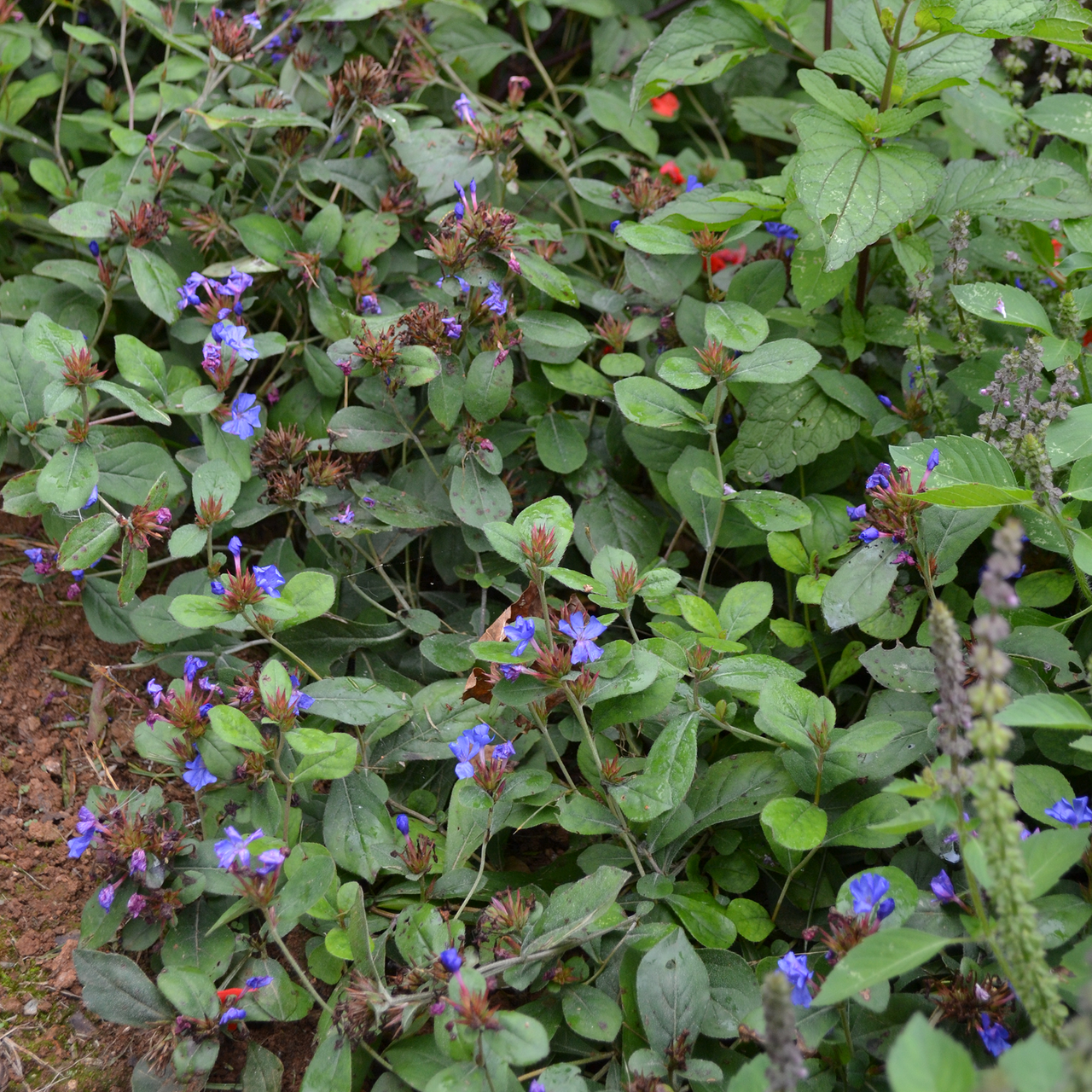 Leadwort (Ceratostigma plumbaginoides)