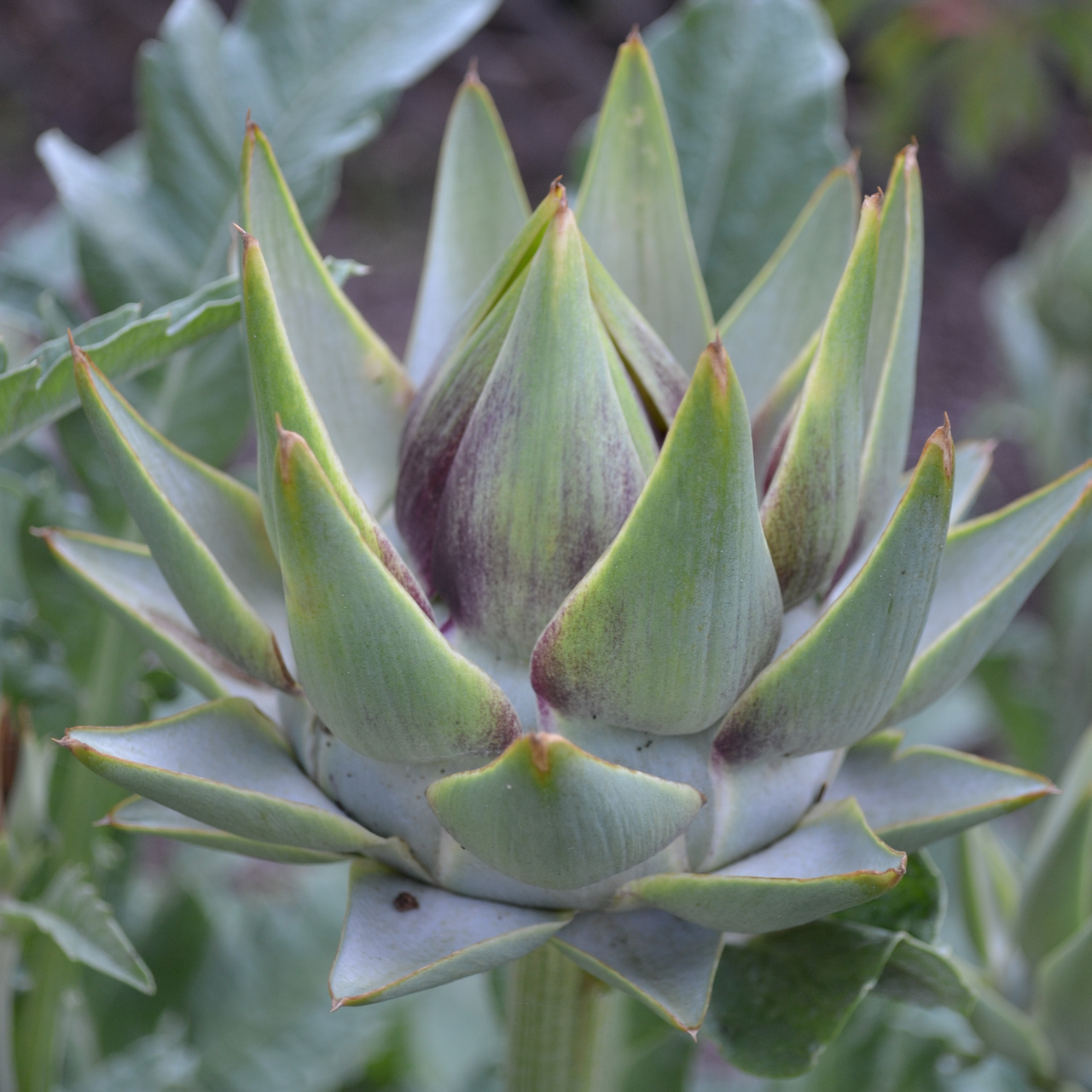 Globe Artichoke (Cynara cardunculus var. scolymus)