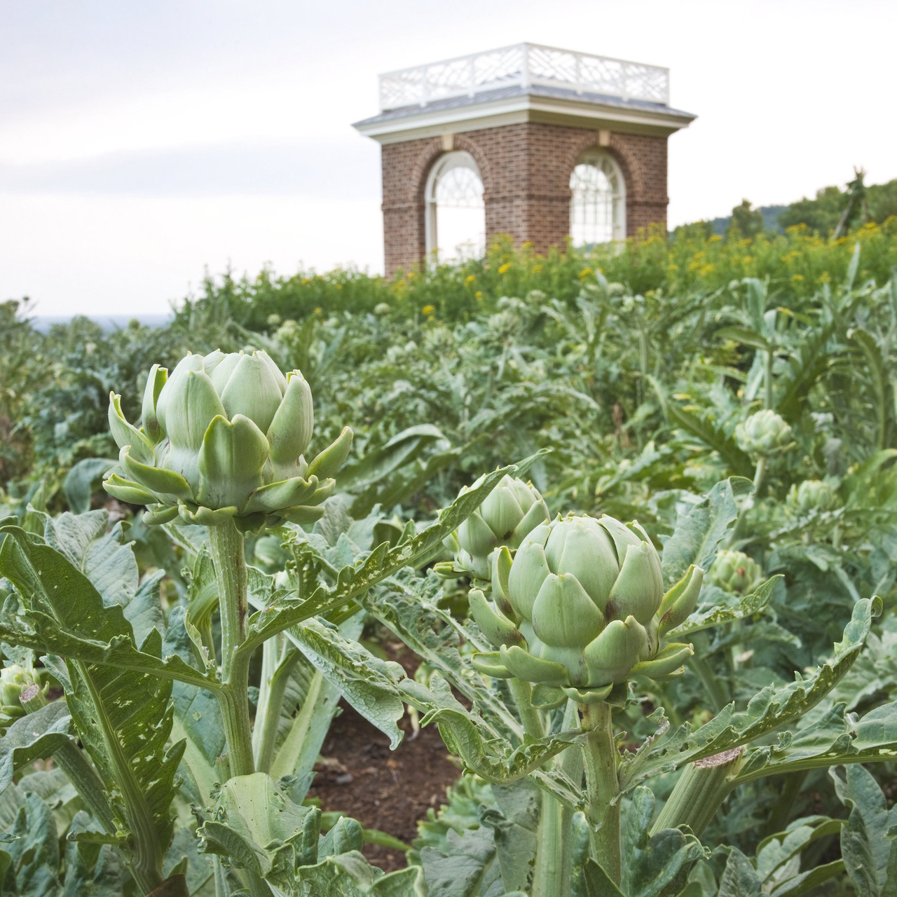 Globe Artichoke (Cynara cardunculus var. scolymus)