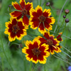 Plains Coreopsis Seeds (Coreopsis tinctoria)