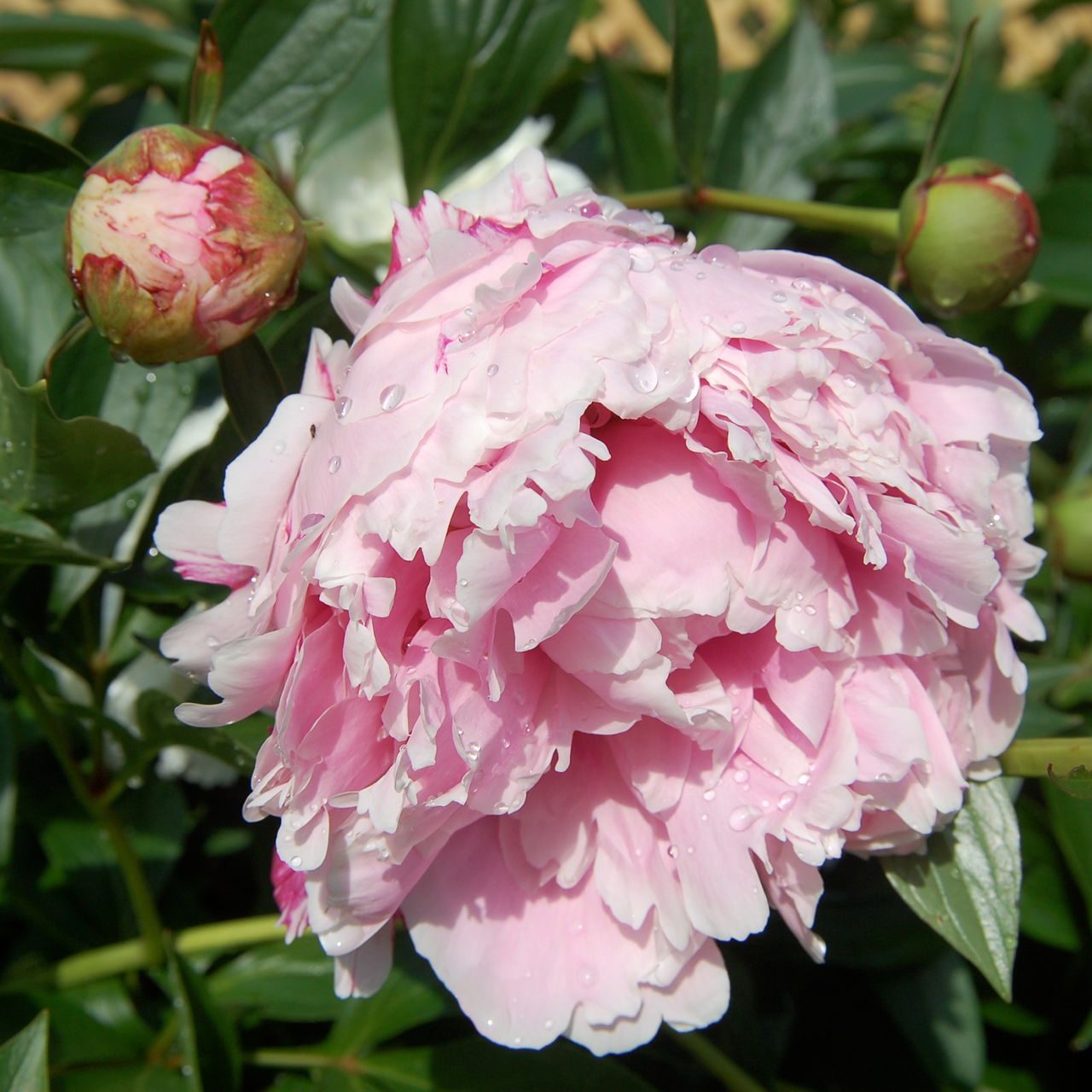 Sarah Bernhardt Peony (Paeonia lactiflora cv.)