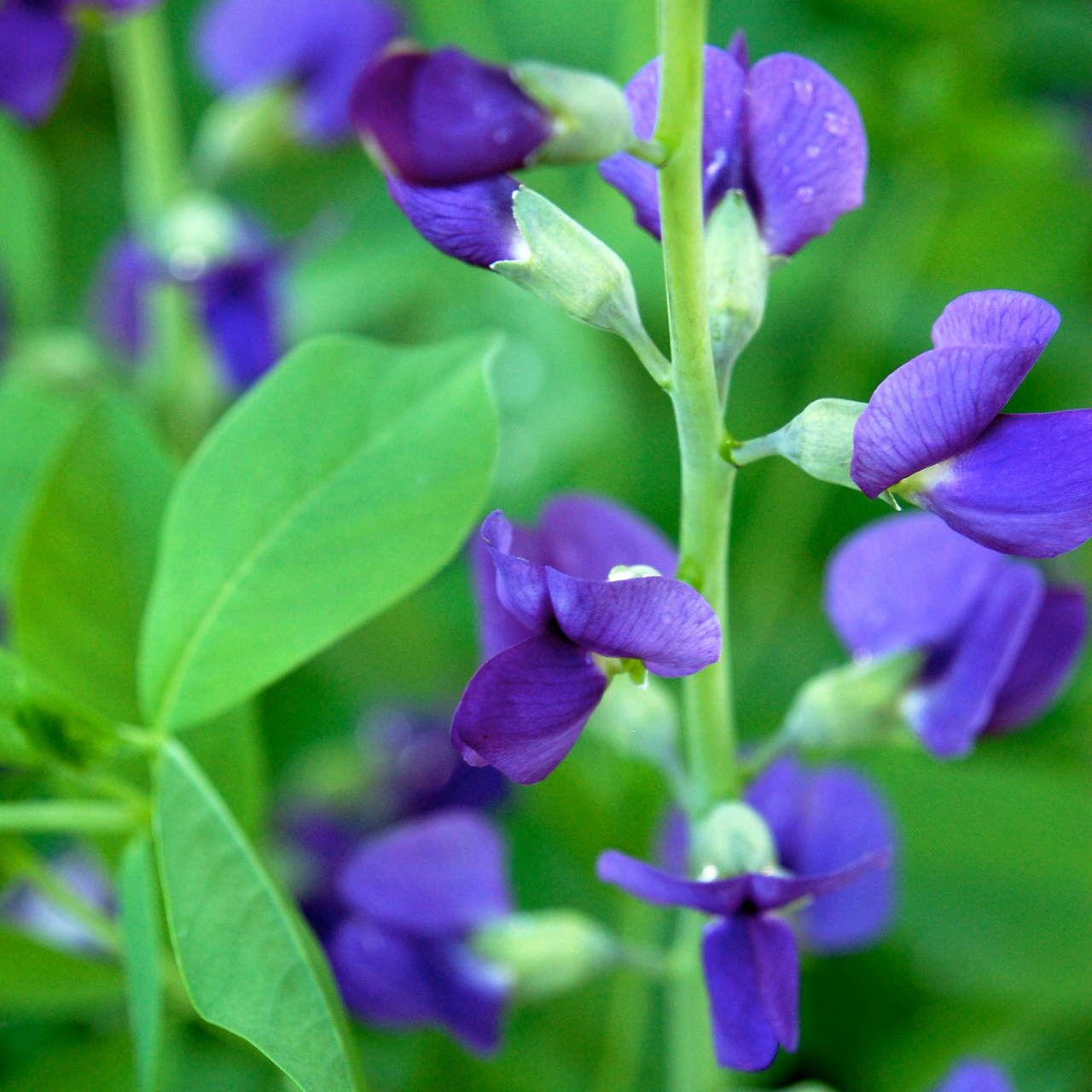 Blue False Indigo (Baptisia australis)