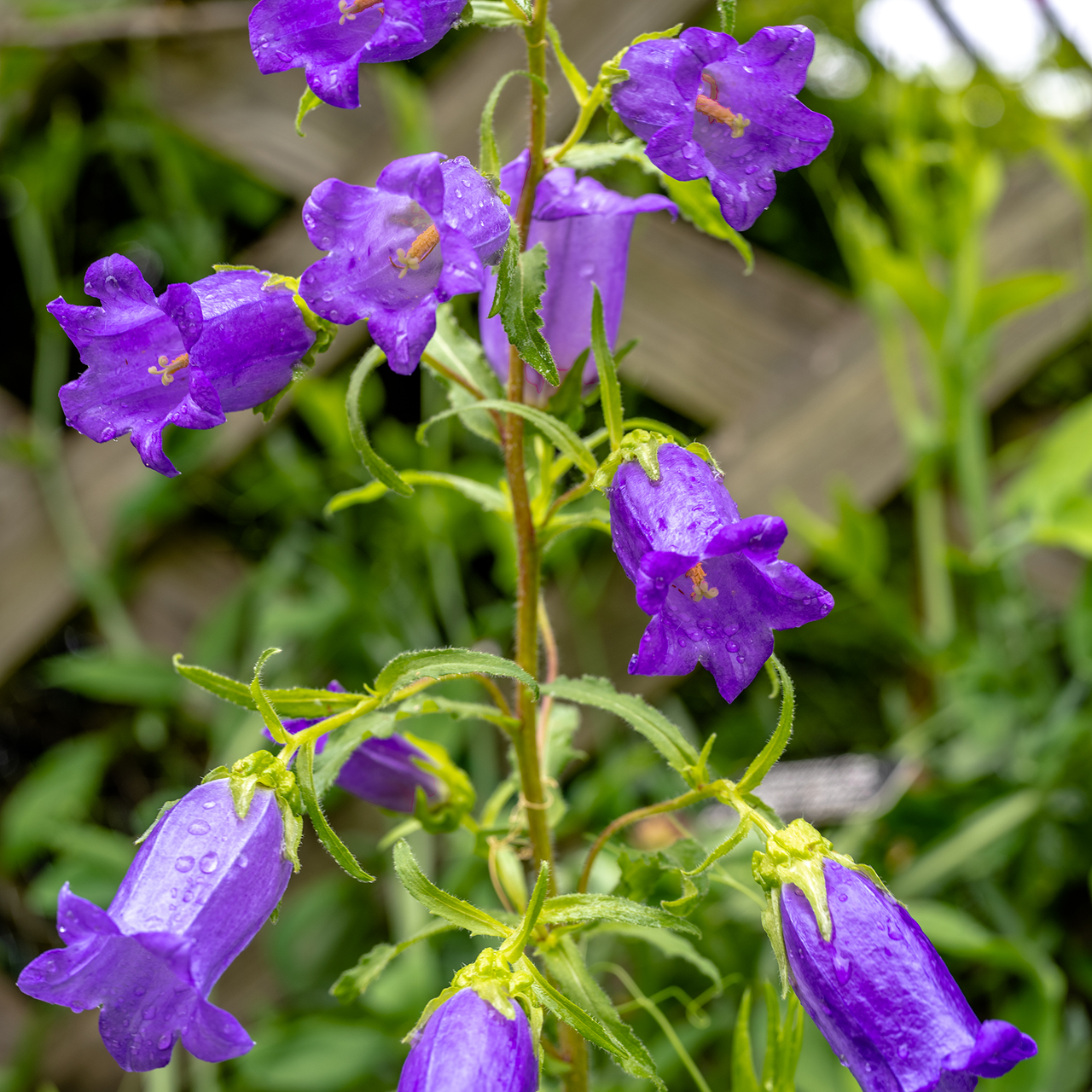 Canterbury Bells (Campanula medium)