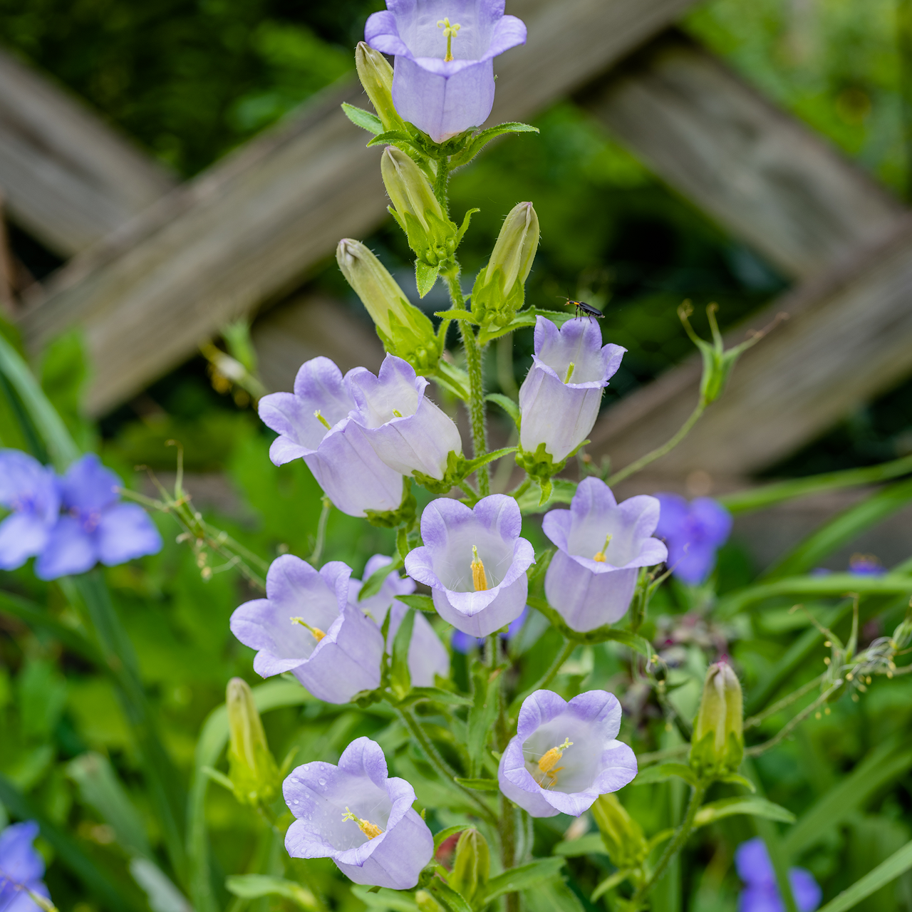 Canterbury Bells (Campanula medium)