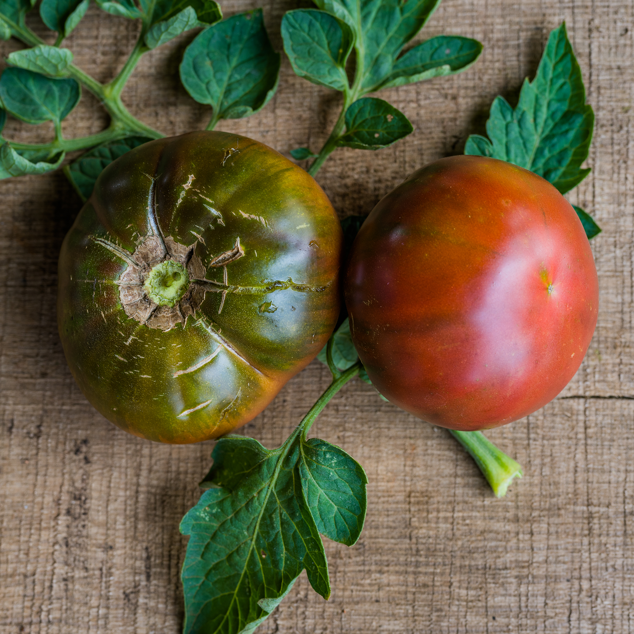 Cherokee Purple Tomato Seeds (Solanum lycopersicum cv.)