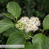 Bare Root Red-osier Dogwood (Cornus sericea)