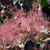 Bare Root Purple Smoketree (Cotinus coggygria 'Royal Purple')