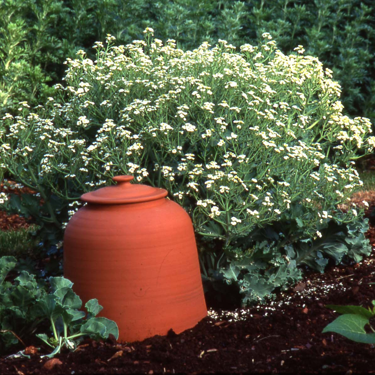 Sea Kale (Crambe maritima)