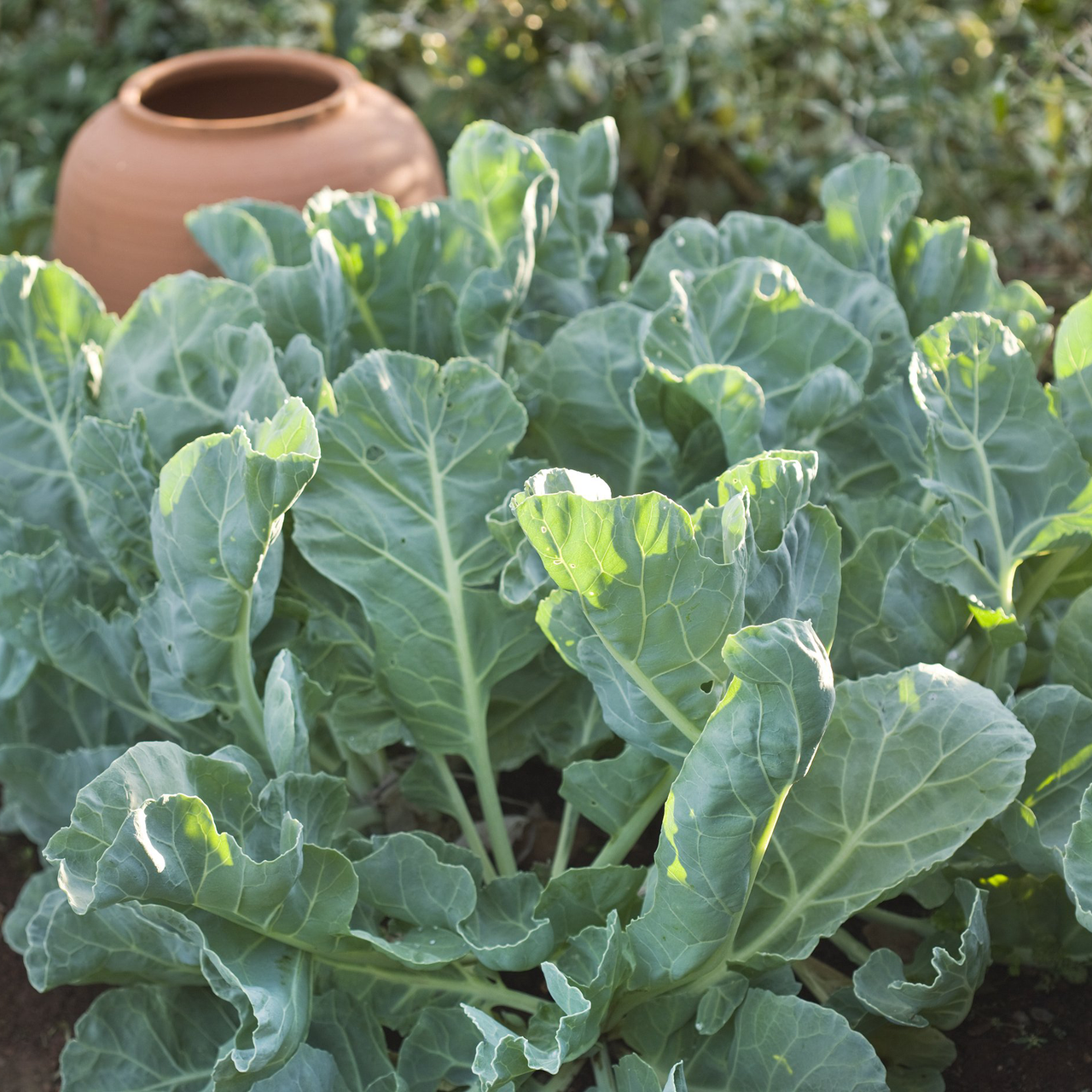 Sea Kale (Crambe maritima)