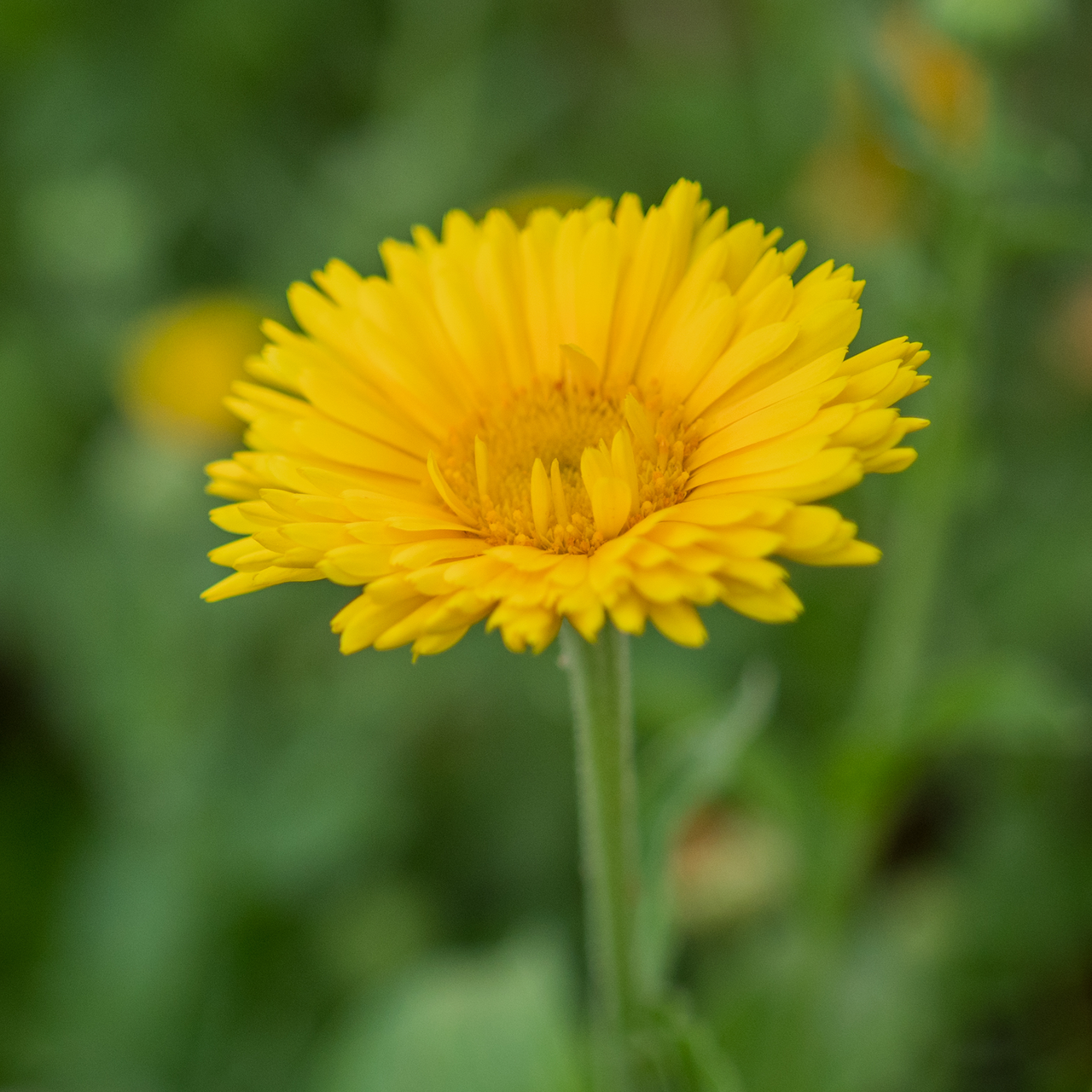 Pot Marigold - Calendula Seeds (Calendula officinalis)