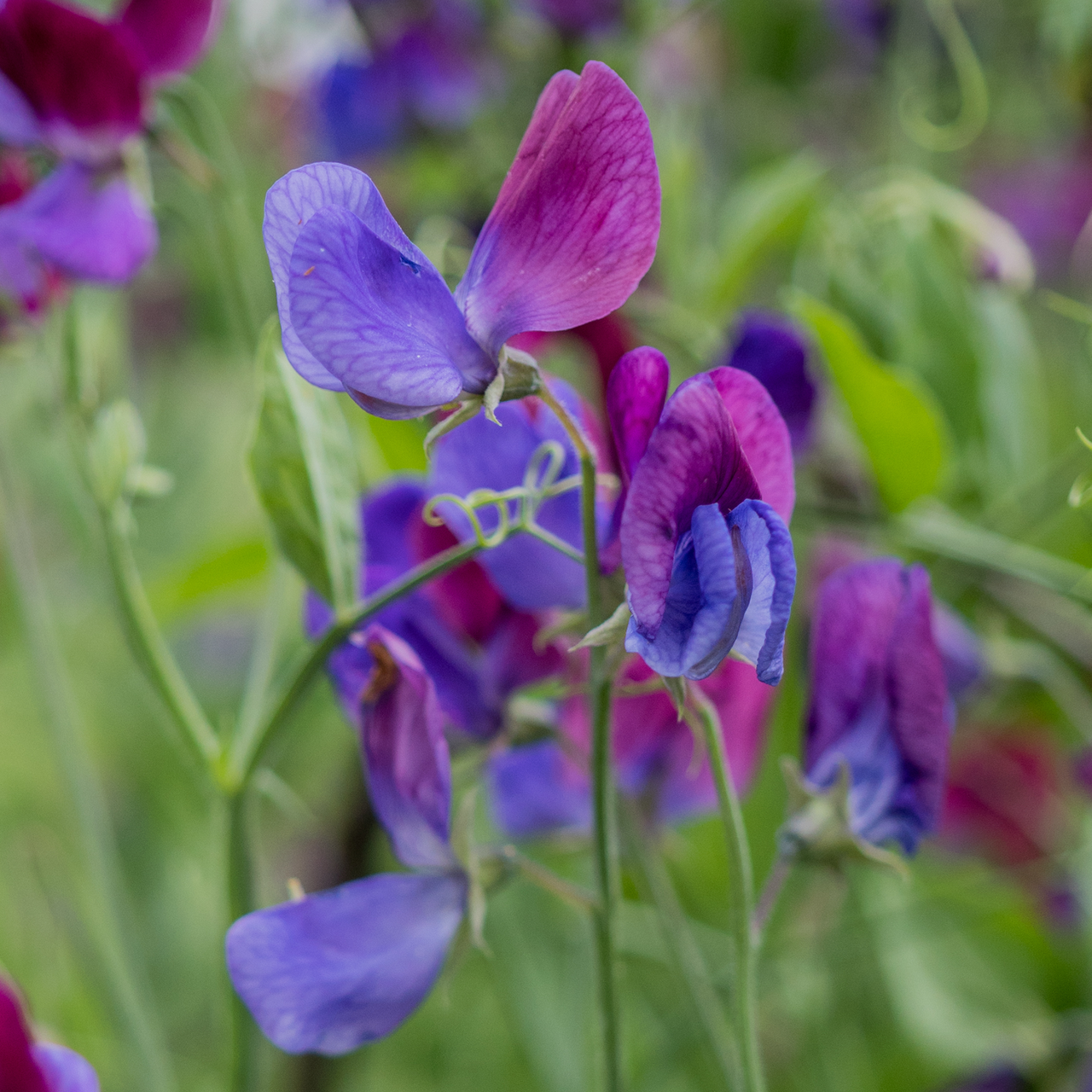 Cupani Sweet Pea Seeds (Lathyrus odoratus)