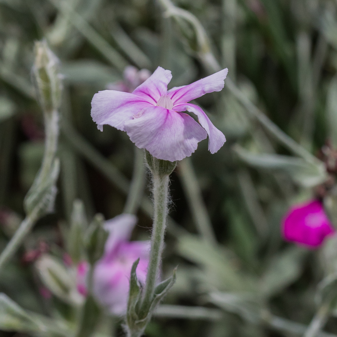 Rose Campion Seeds (Lychnis coronaria)