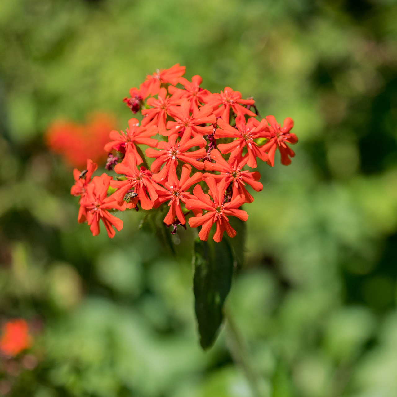 Maltese Cross (Lychnis chalcedonica)