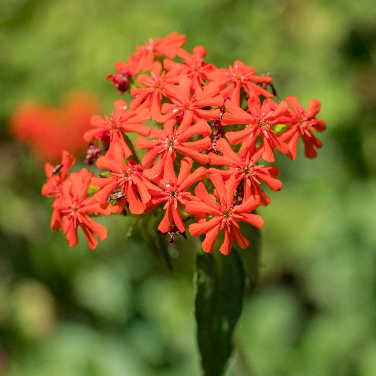 Maltese Cross Seeds (Lychnis chalcedonica)