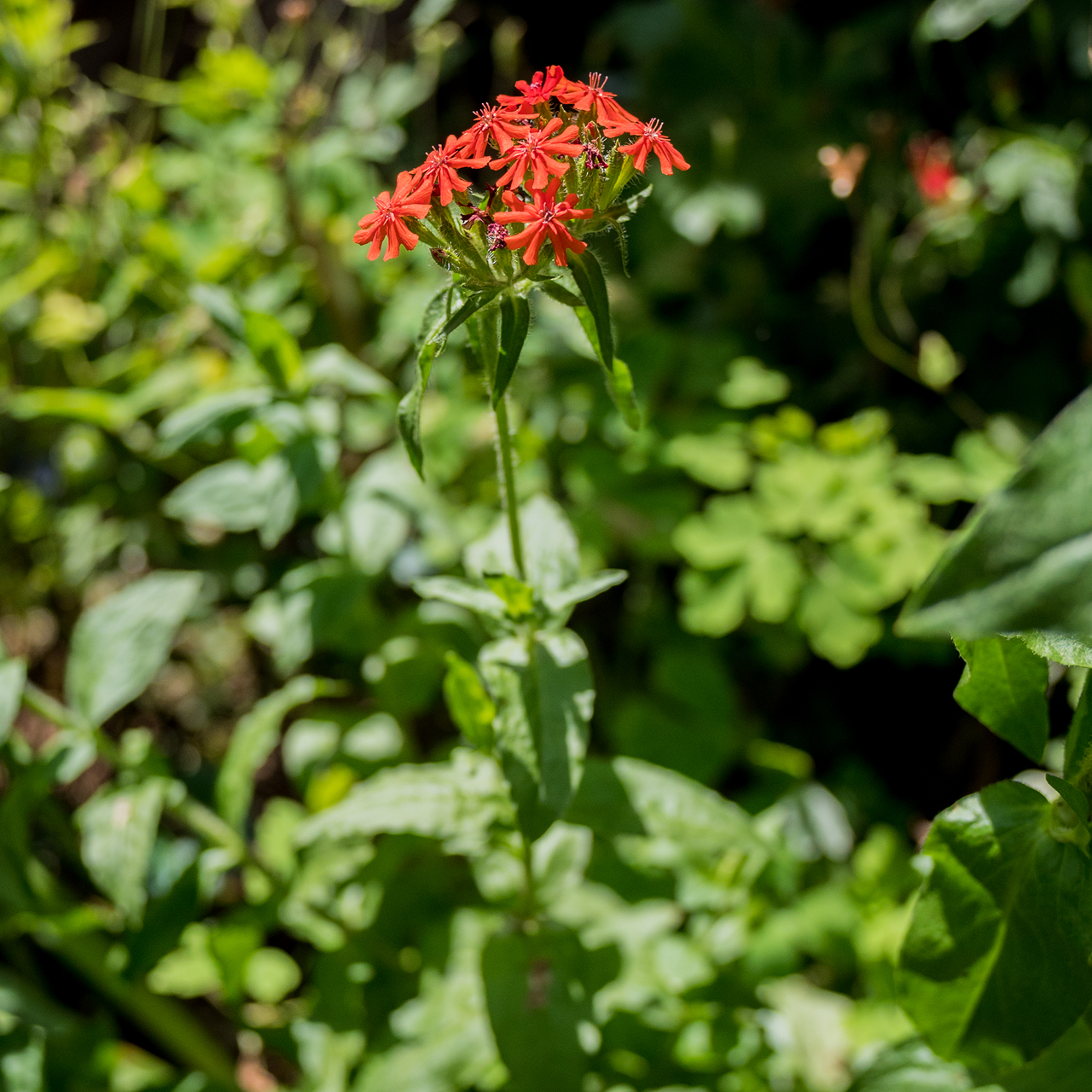 Maltese Cross (Lychnis chalcedonica)