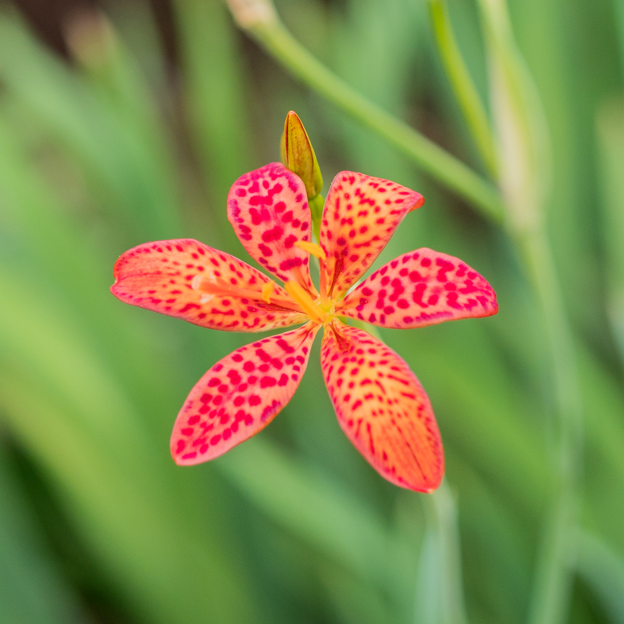 Blackberry Lily Seeds (Iris domestica)