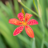Blackberry Lily (Iris domestica)