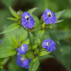 Amethyst Flower Seeds (Browallia americana)