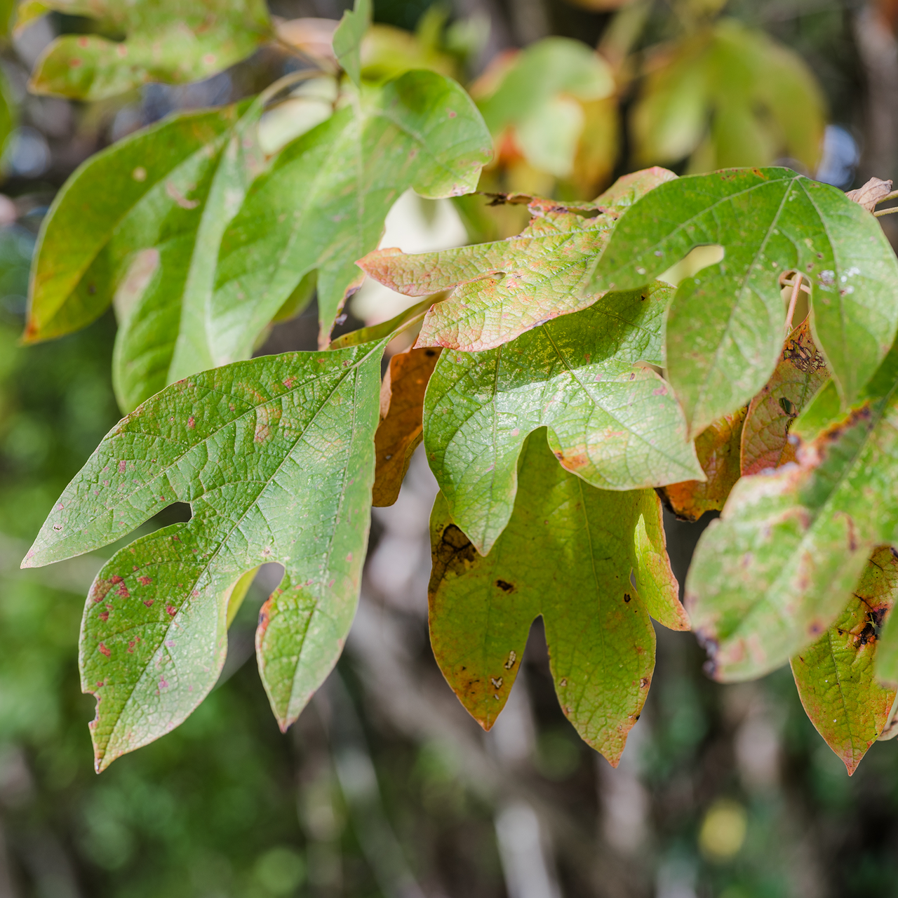 Bare Root Sassafras (Sassafras albidum)