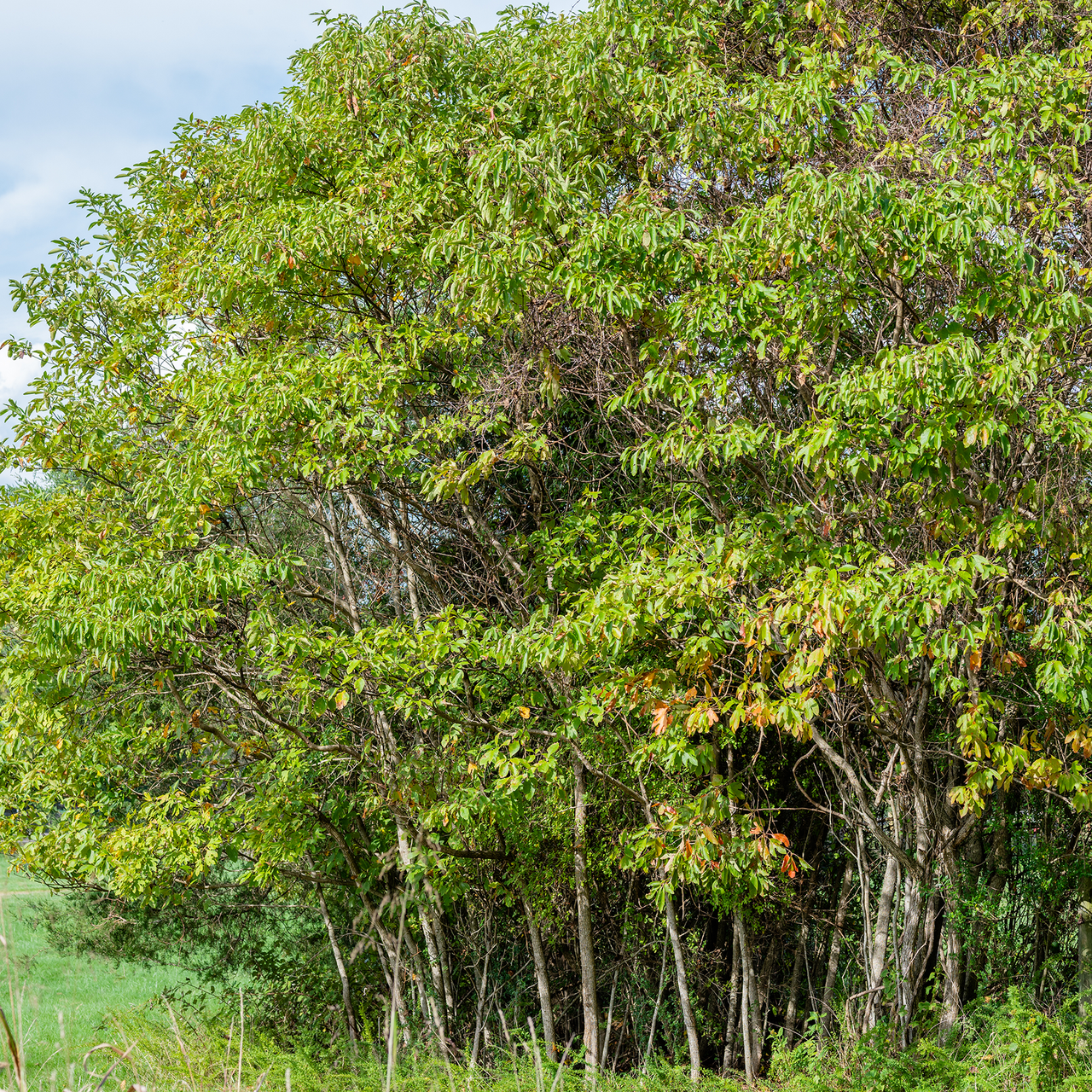 Sassafras (Sassafras albidum)