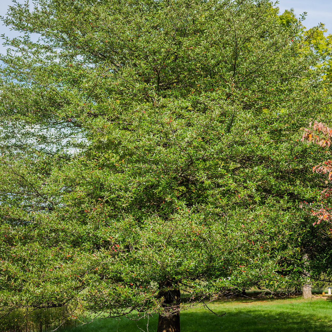 Bare Root Black Gum (Nyssa sylvatica)