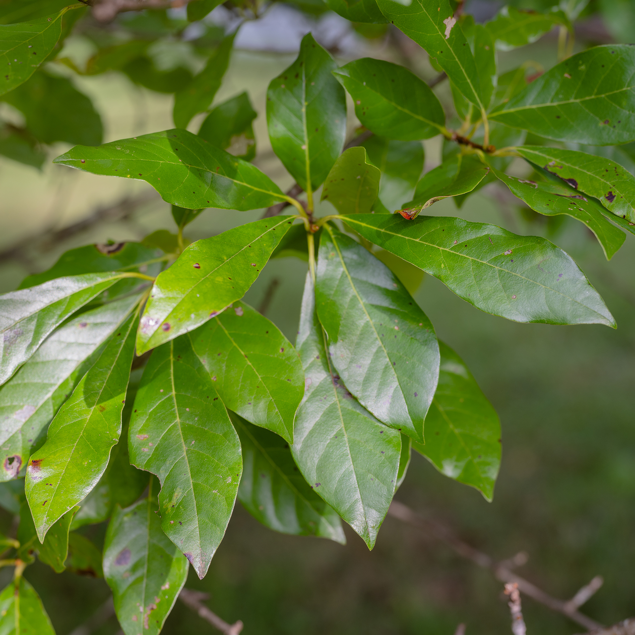 Bare Root Black Gum (Nyssa sylvatica)