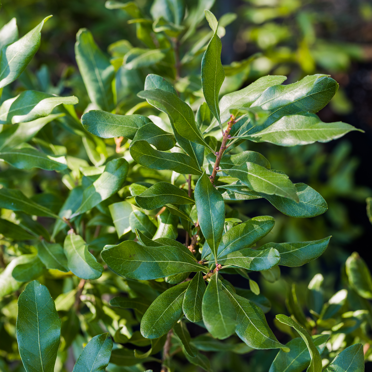 Bare Root Northern Bayberry (Myrica pensylvanica)