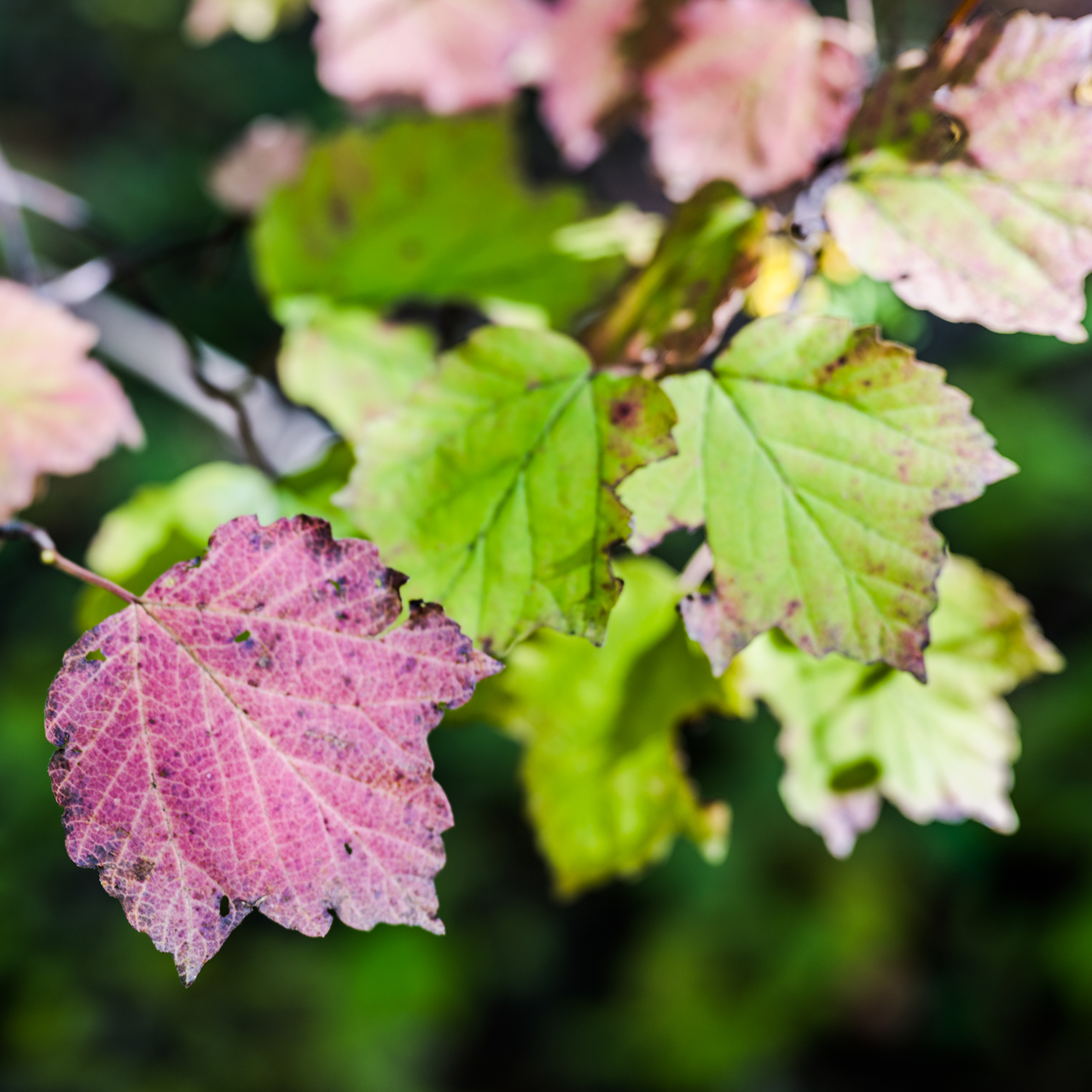 Bare Root Mapleleaf Viburnum (Viburnum acerifolium)