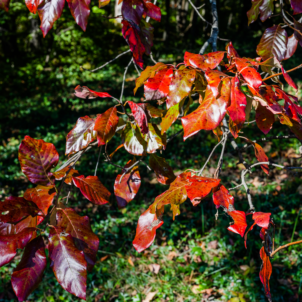 Bare Root Black Gum (Nyssa sylvatica)