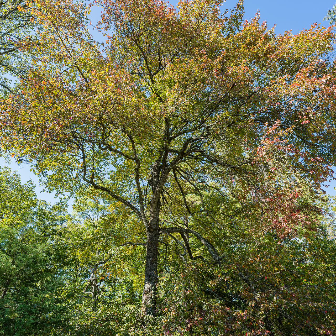 Bare Root Black Gum (Nyssa sylvatica)