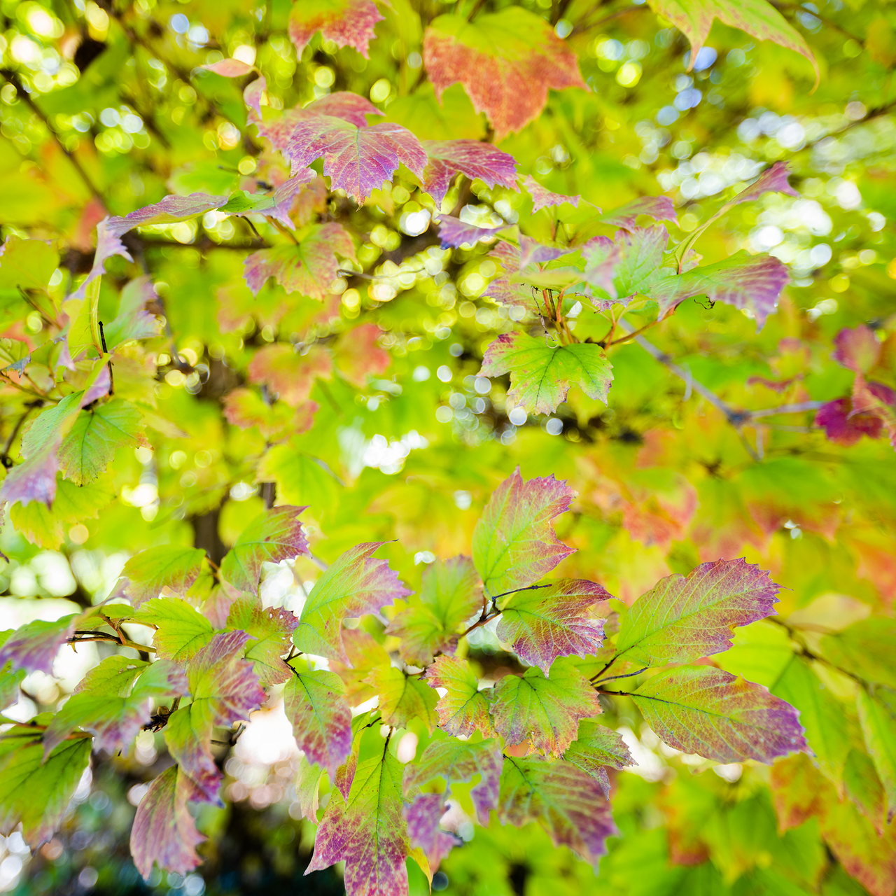 Bare Root American Cranberry Bush (Viburnum opulus var. americanum)