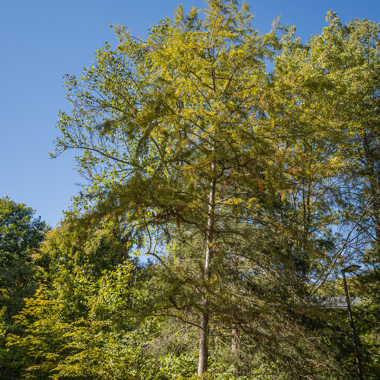 Bare Root Bald Cypress (Taxodium distichum)