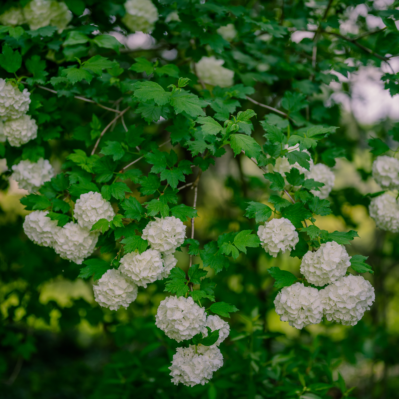 Snowball Bush (Viburnum opulus roseum)